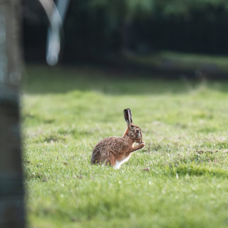 © Allonsy Creative studio